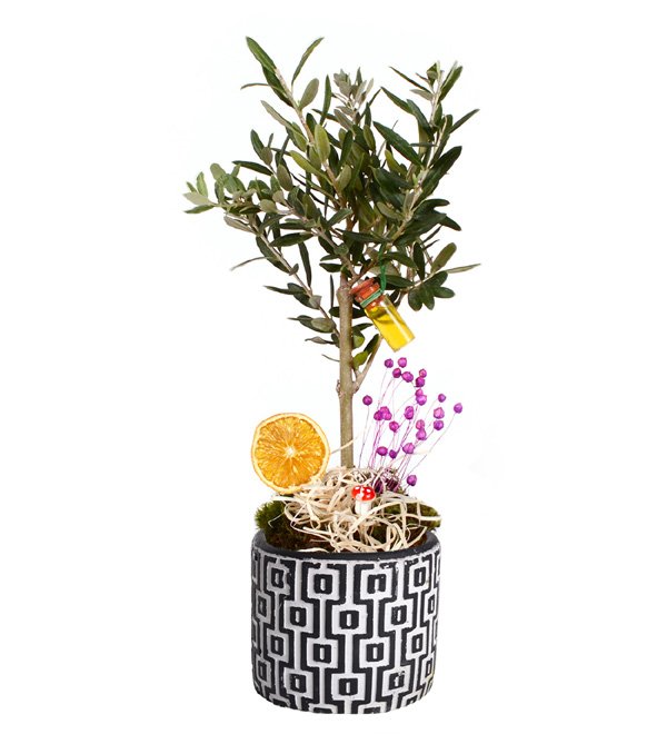 Desenli Saksıda Bonsai Zeytin Ağacı