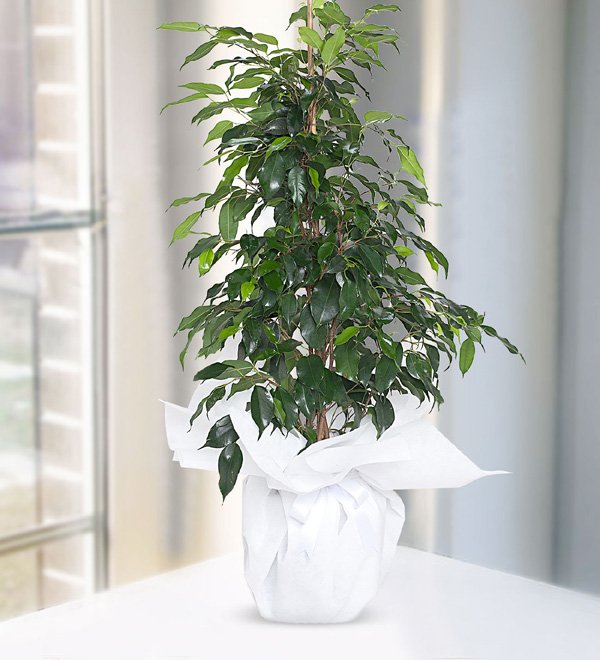 Ficus Benjamin
