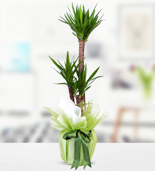 3 lü Yucca Çiçeği