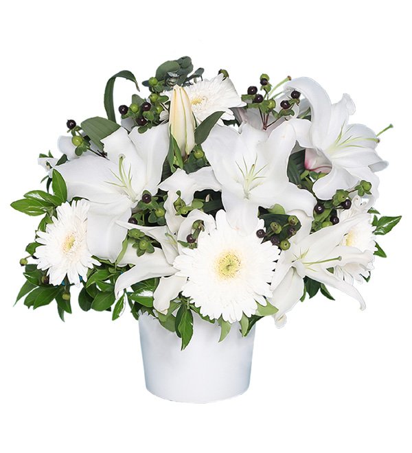 Saksıda Beyaz Lilyum ve Gerbera