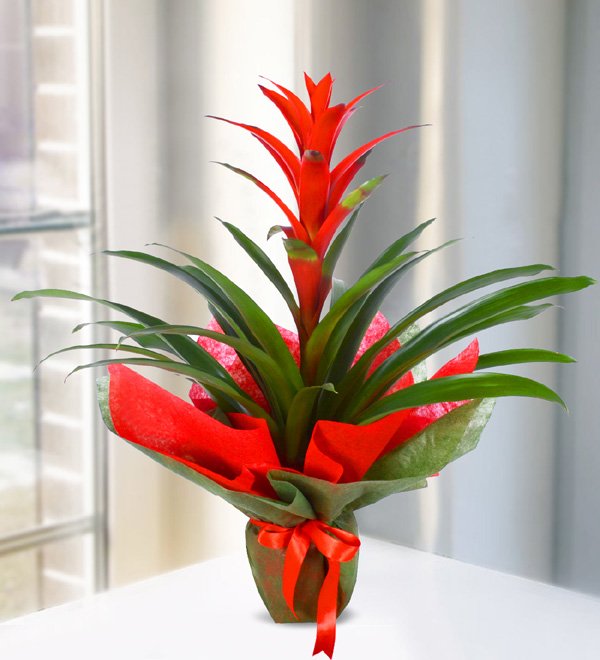 Kırmızı Guzmania
