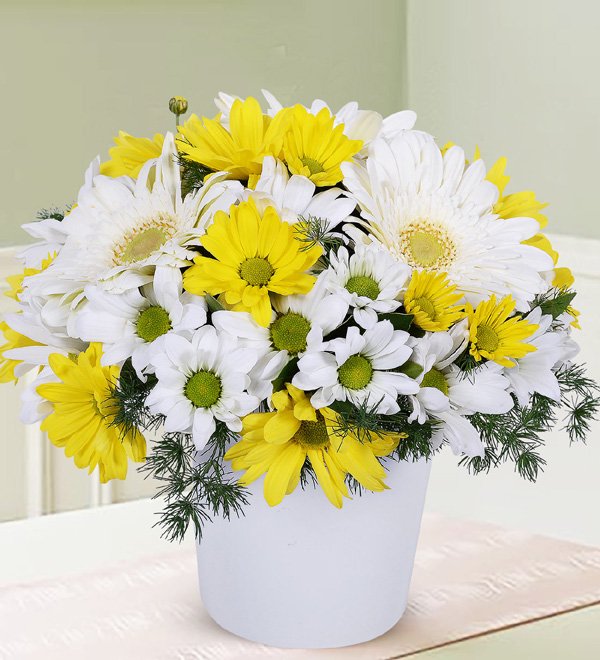Papatya Gerbera Aşkı