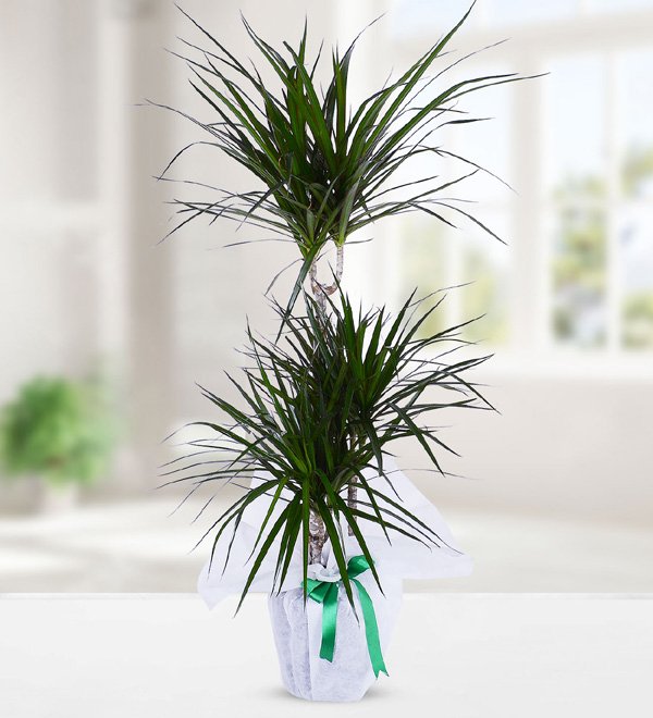 3 Köklü Dracena Marginata