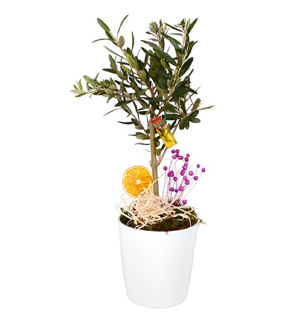 Bonsai Zeytin Ağacı