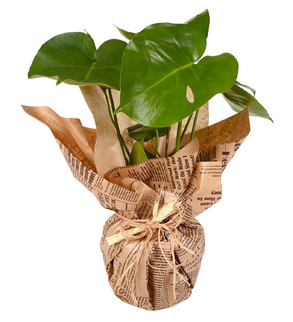 Monstera Deve Tabanı Bitkisi