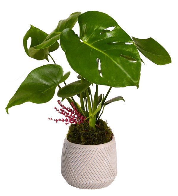 Çizgili Vazoda Deve Tabanı Monstera